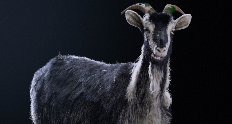 Houdini 山羊毛发造型大师课-CG Tuto