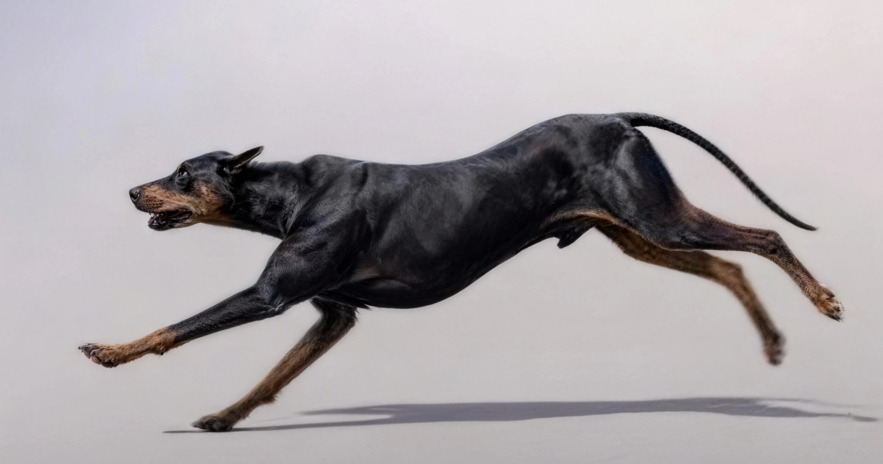 如何在 Maya 中制作狗狗奔跑循环动画-CG Tuto